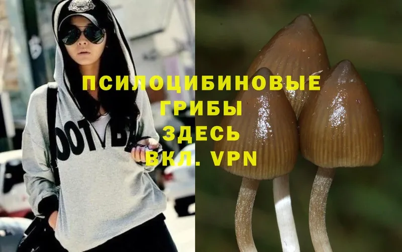 продажа наркотиков  Каменск-Шахтинский  Галлюциногенные грибы Psilocybe 